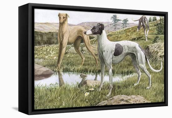 Greyhounds in Country-Louis Agassiz Fuertes-Framed Premier Image Canvas
