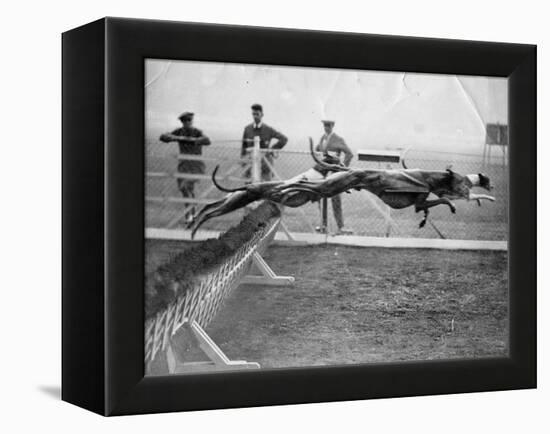 Greyhounds Racing-null-Framed Premier Image Canvas