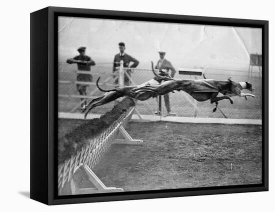 Greyhounds Racing-null-Framed Premier Image Canvas