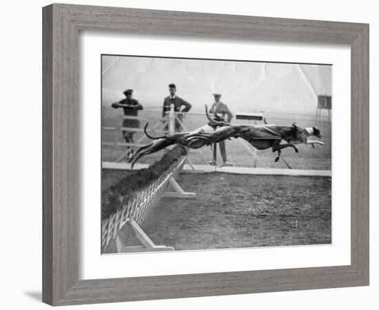 Greyhounds Racing-null-Framed Photographic Print