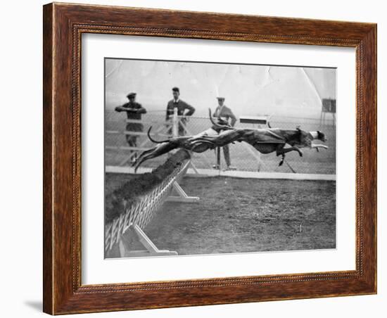 Greyhounds Racing-null-Framed Photographic Print