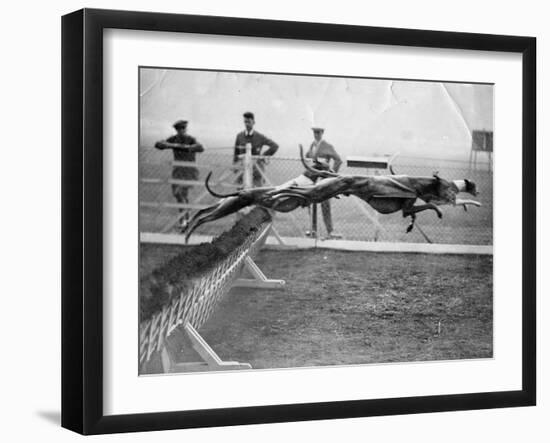 Greyhounds Racing-null-Framed Photographic Print