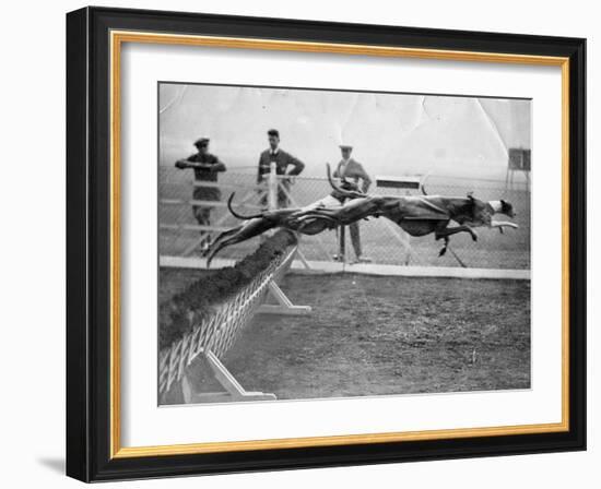 Greyhounds Racing-null-Framed Photographic Print