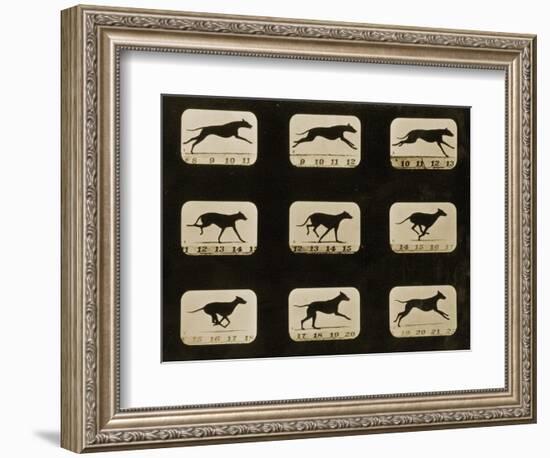 Greyhounds Running, from the 'Animal Locomotion' Series, C.1881-Eadweard Muybridge-Framed Photographic Print