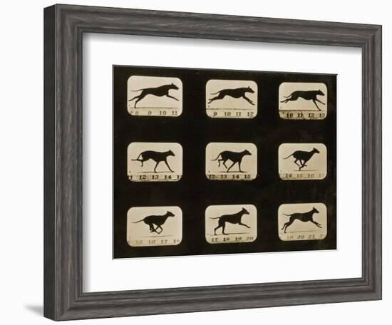 Greyhounds Running, from the 'Animal Locomotion' Series, C.1881-Eadweard Muybridge-Framed Photographic Print