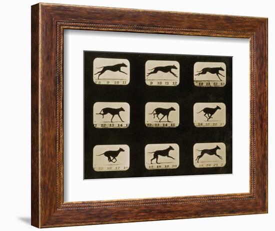 Greyhounds Running, from the 'Animal Locomotion' Series, C.1881-Eadweard Muybridge-Framed Photographic Print