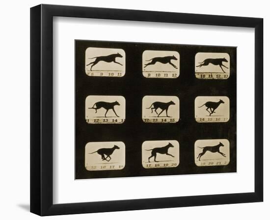 Greyhounds Running, from the 'Animal Locomotion' Series, C.1881-Eadweard Muybridge-Framed Photographic Print