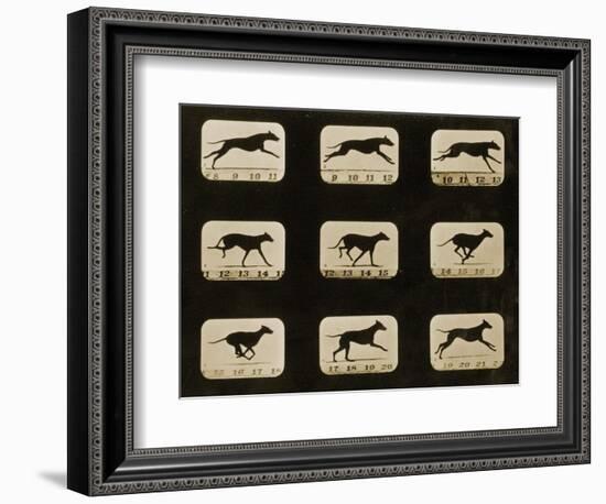 Greyhounds Running, from the 'Animal Locomotion' Series, C.1881-Eadweard Muybridge-Framed Photographic Print