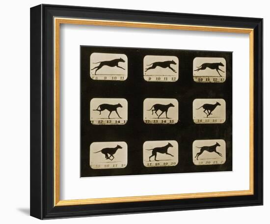 Greyhounds Running, from the 'Animal Locomotion' Series, C.1881-Eadweard Muybridge-Framed Photographic Print