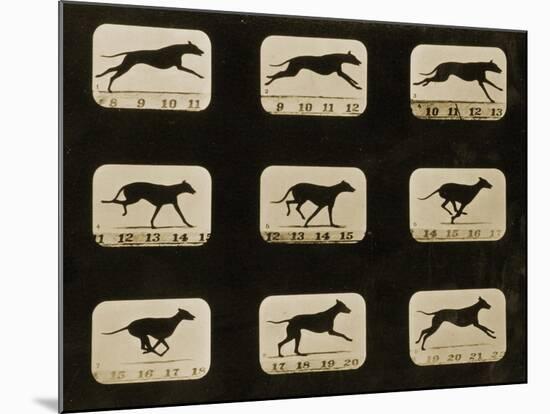 Greyhounds Running, from the 'Animal Locomotion' Series, C.1881-Eadweard Muybridge-Mounted Photographic Print