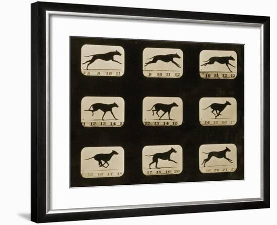 Greyhounds Running, from the 'Animal Locomotion' Series, C.1881-Eadweard Muybridge-Framed Photographic Print