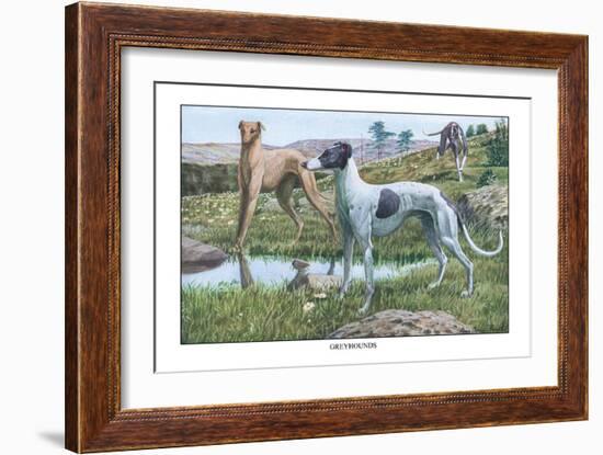 Greyhounds-Louis Agassiz Fuertes-Framed Art Print