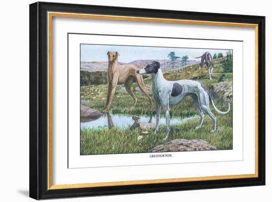 Greyhounds-Louis Agassiz Fuertes-Framed Art Print