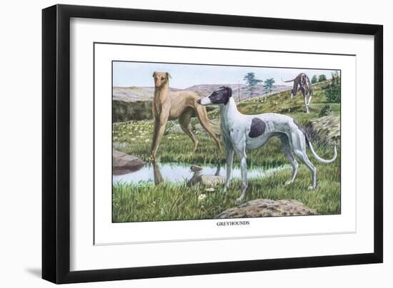 Greyhounds-Louis Agassiz Fuertes-Framed Art Print