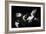 Greylag Geese, 2008-James Gillick-Framed Giclee Print