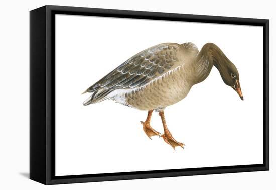 Greylag Goose (Anser Anser), Birds-Encyclopaedia Britannica-Framed Stretched Canvas