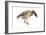 Greylag Goose (Anser Anser), Birds-Encyclopaedia Britannica-Framed Art Print