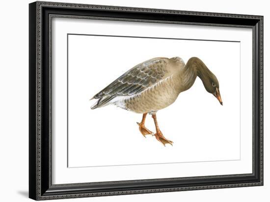 Greylag Goose (Anser Anser), Birds-Encyclopaedia Britannica-Framed Art Print