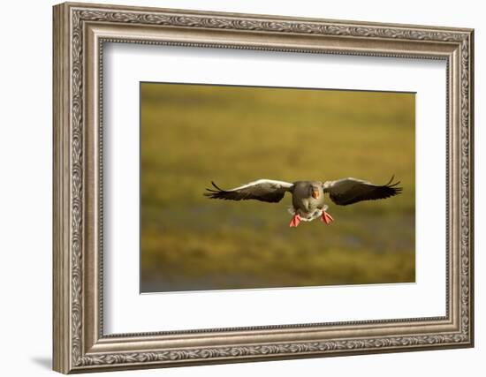 Greylag Goose (Anser Anser) in Flight, Caerlaverock Wwt, Scotland, Solway, UK, January-Danny Green-Framed Photographic Print