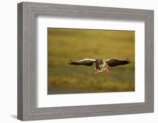 Greylag Goose (Anser Anser) in Flight, Caerlaverock Wwt, Scotland, Solway, UK, January-Danny Green-Framed Photographic Print