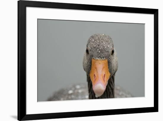 Greylag goose (Anser anser), United Kingdom, Europe-Janette Hill-Framed Photographic Print