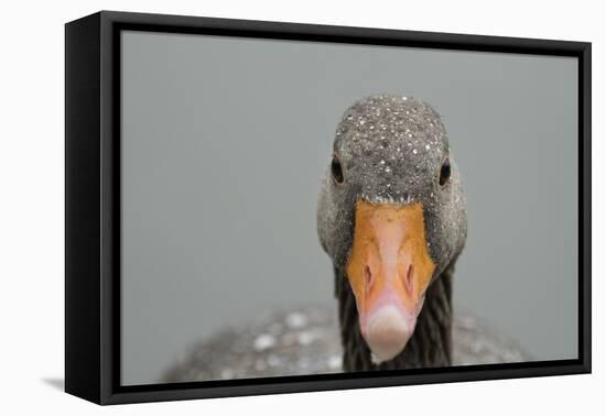 Greylag goose (Anser anser), United Kingdom, Europe-Janette Hill-Framed Premier Image Canvas