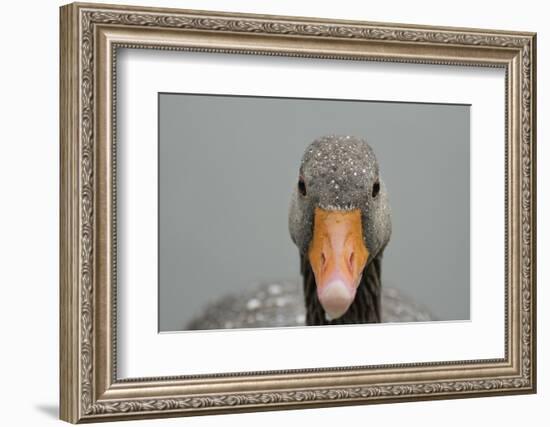 Greylag goose (Anser anser), United Kingdom, Europe-Janette Hill-Framed Photographic Print