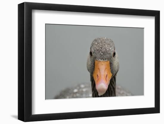 Greylag goose (Anser anser), United Kingdom, Europe-Janette Hill-Framed Photographic Print