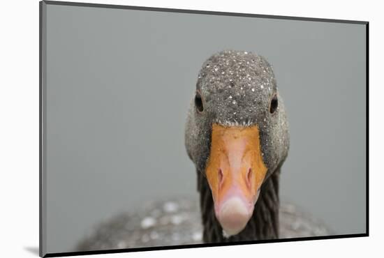 Greylag goose (Anser anser), United Kingdom, Europe-Janette Hill-Mounted Photographic Print