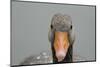 Greylag goose (Anser anser), United Kingdom, Europe-Janette Hill-Mounted Photographic Print