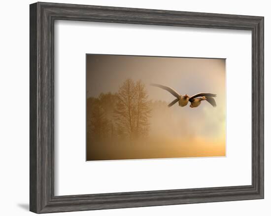 Greylag Goose, Fly-Reiner Bernhardt-Framed Photographic Print