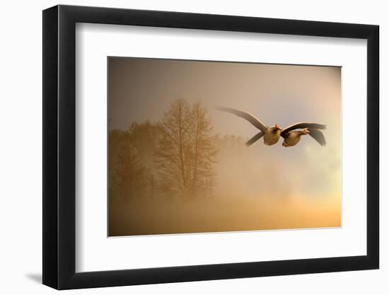 Greylag Goose, Fly-Reiner Bernhardt-Framed Photographic Print