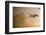 Greylag Goose, Fly-Reiner Bernhardt-Framed Photographic Print