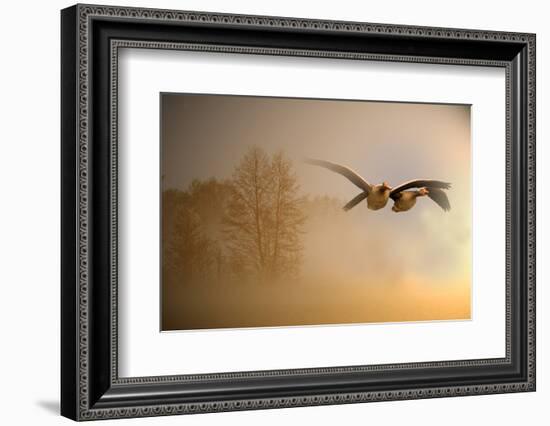 Greylag Goose, Fly-Reiner Bernhardt-Framed Photographic Print