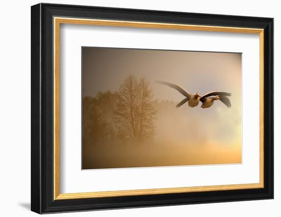 Greylag Goose, Fly-Reiner Bernhardt-Framed Photographic Print