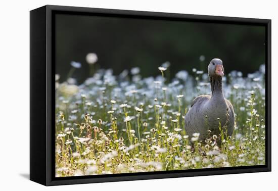 Greylag Goose. Germany, Bavaria, Munich-Martin Zwick-Framed Premier Image Canvas