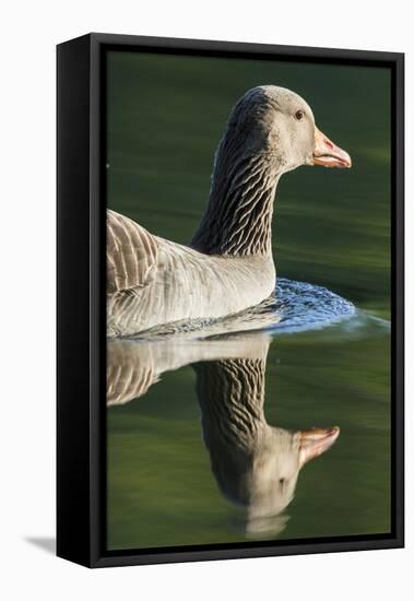 Greylag Goose. Germany, Bavaria, Munich-Martin Zwick-Framed Premier Image Canvas