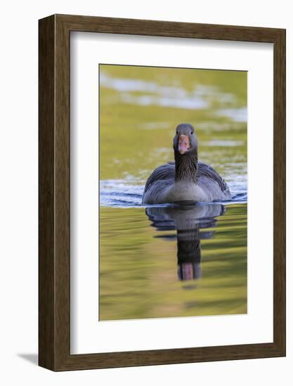 Greylag Goose. Germany, Bavaria, Munich-Martin Zwick-Framed Photographic Print