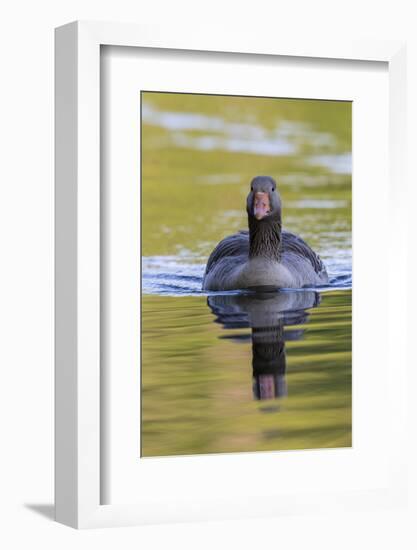 Greylag Goose. Germany, Bavaria, Munich-Martin Zwick-Framed Photographic Print