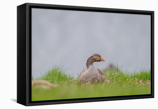 Greylag Goose in Fields, Goslings near By, Iceland-Arctic-Images-Framed Premier Image Canvas