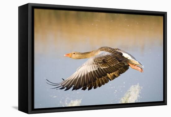 Greylag Goose in Flight-null-Framed Premier Image Canvas