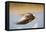 Greylag Goose in Flight-null-Framed Premier Image Canvas