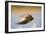 Greylag Goose in Flight-null-Framed Photographic Print