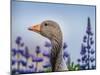 Greylag Goose with Lupines, Iceland-Arctic-Images-Mounted Photographic Print