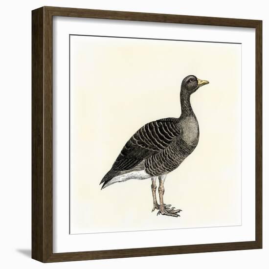 Greylag Goose-null-Framed Giclee Print