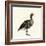 Greylag Goose-null-Framed Giclee Print