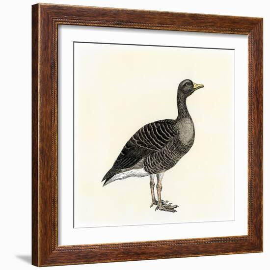 Greylag Goose-null-Framed Giclee Print