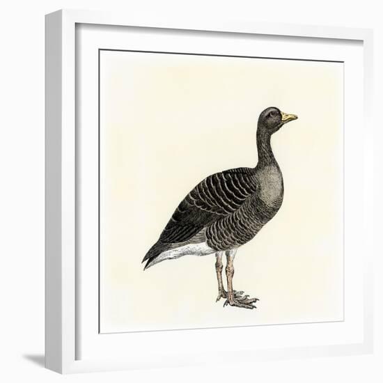 Greylag Goose-null-Framed Giclee Print