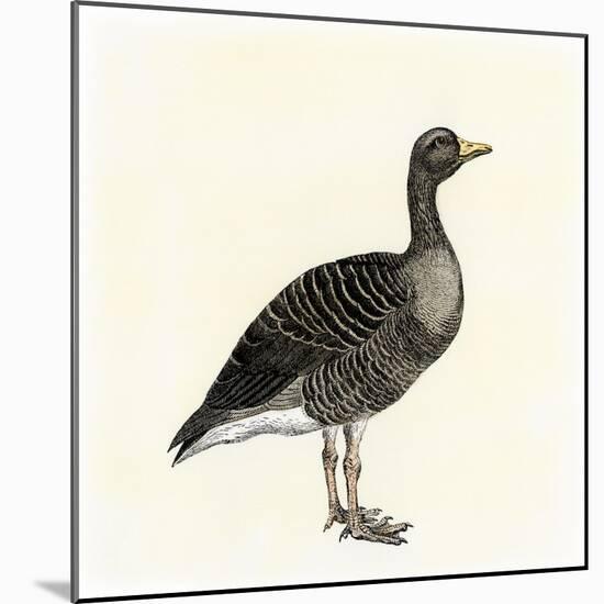 Greylag Goose-null-Mounted Giclee Print
