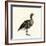 Greylag Goose-null-Framed Giclee Print